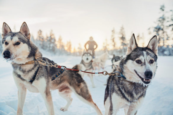 glass igloo holiday kakslauttanen husky safari